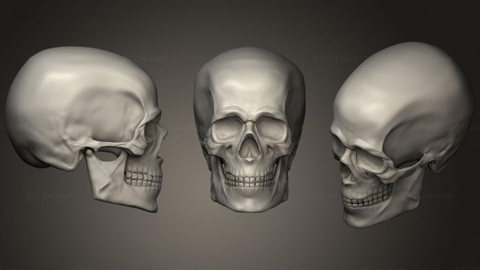 Анатомия скелеты и черепа (Практика Черепа головы, ANTM_0640) 3D модель для ЧПУ станка